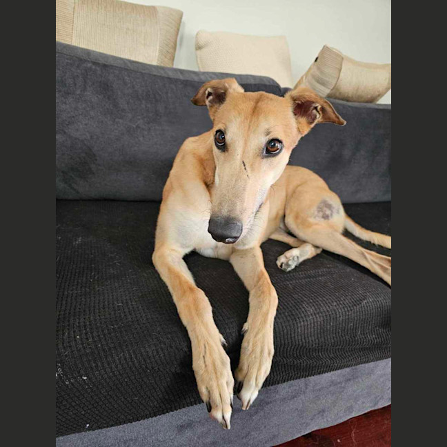 Photo of Ollie, The Greyhound