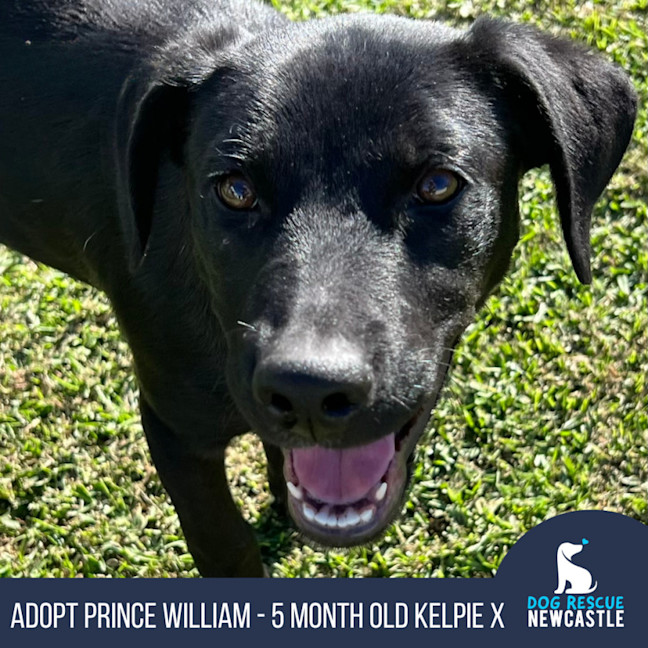 Photo of Prince William   5 Month Old Kelpie X