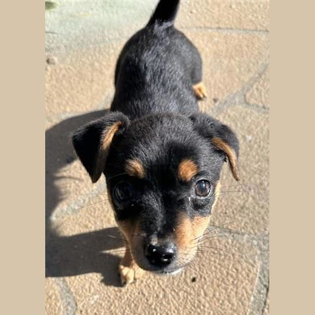 Photo of Chico