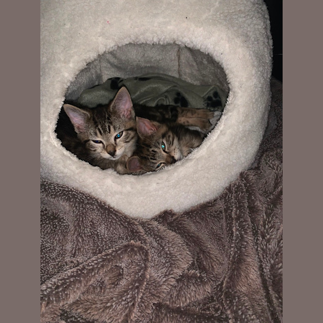 Photo of Ronnie & Reggie Best Bud Brothers Cracka Kittens