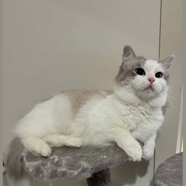 Photo of Misty