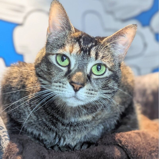 Photo of Tibbs