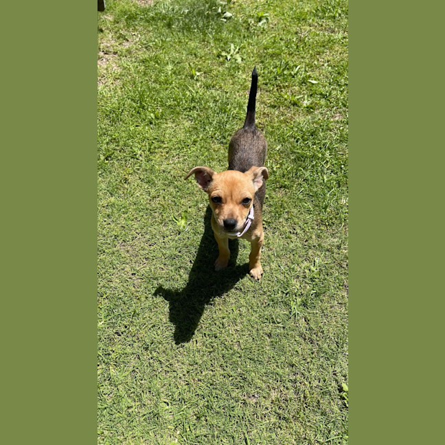 Photo of Samba