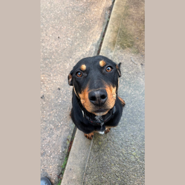 Photo of Dumpling 