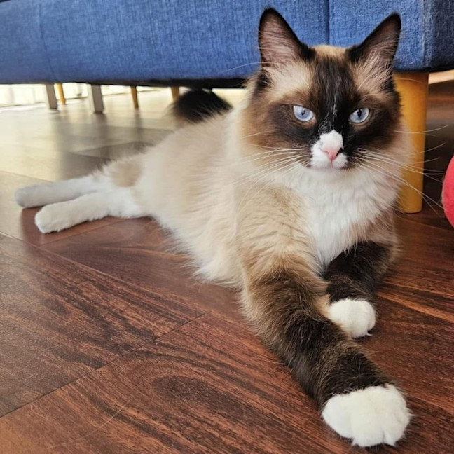 Photo of 11583   Haku