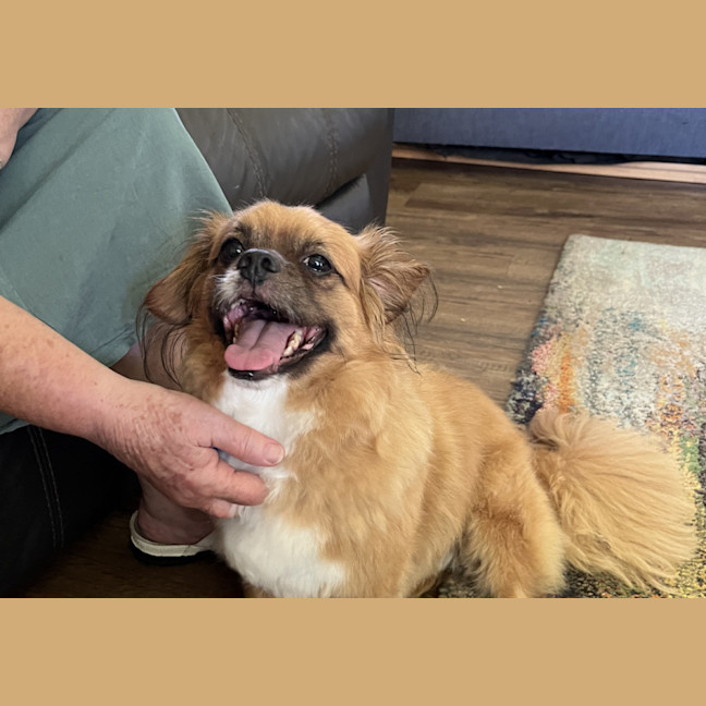 Photo of Matcha 💖Tibetan Spaniel (On Trial 3/2/26)