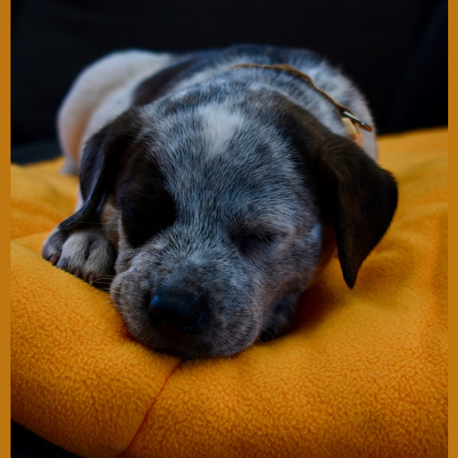 Photo of Sully