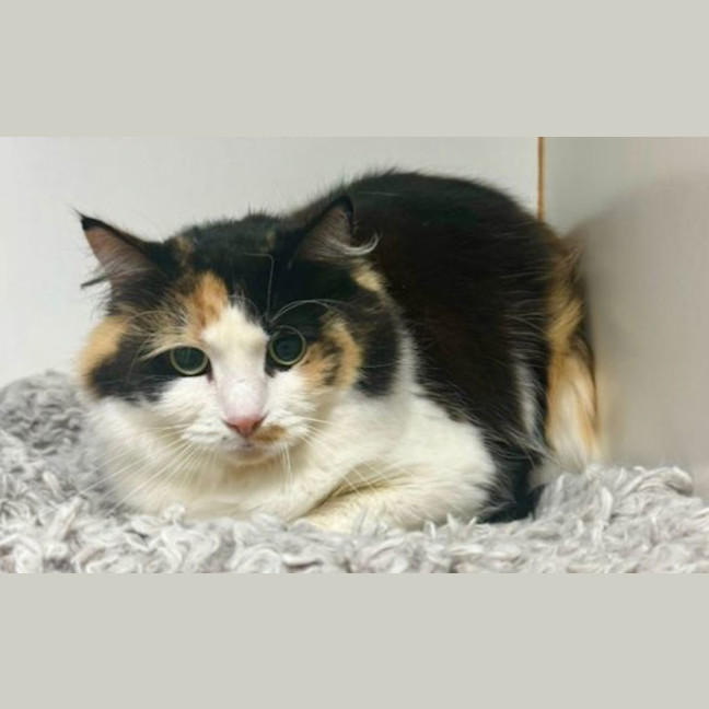 Photo of Cleocatra