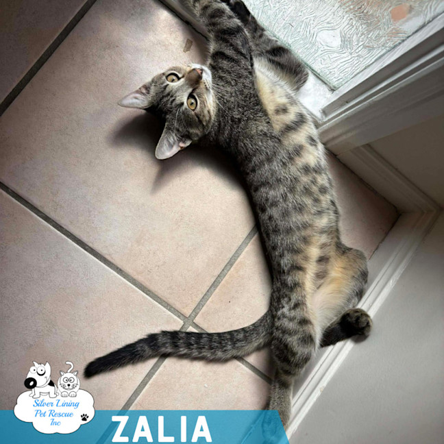 Photo of Zalia