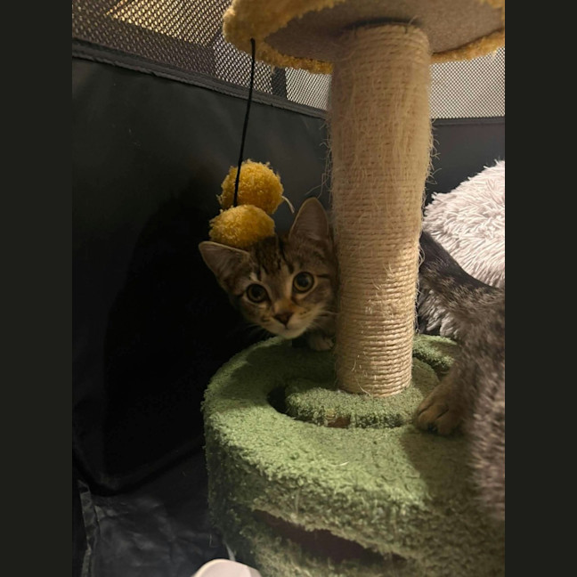 Photo of Suki