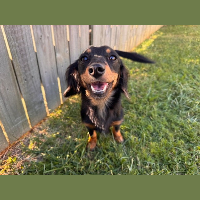 Photo of Mabel
