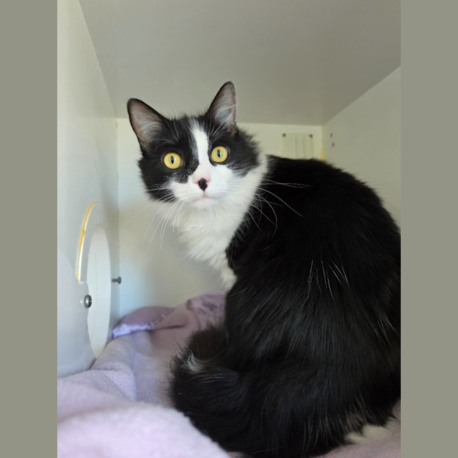 Photo of Rocket