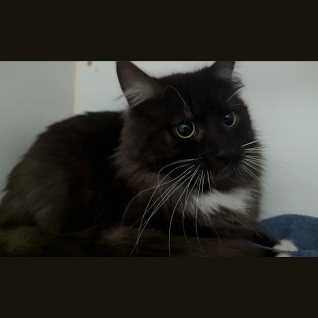 Photo of Archie