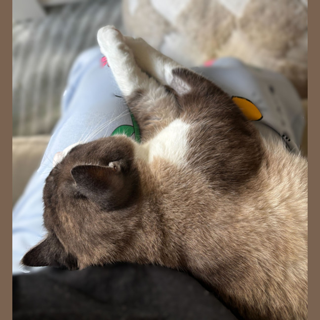 Photo of Koko