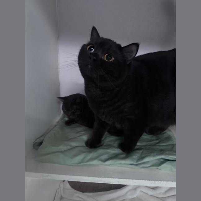 Photo of Teddy & Mala 