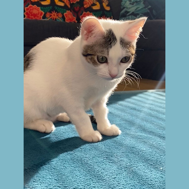 Photo of Snowey