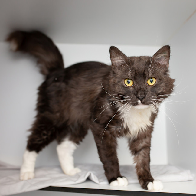 Photo of Sir Scruffy