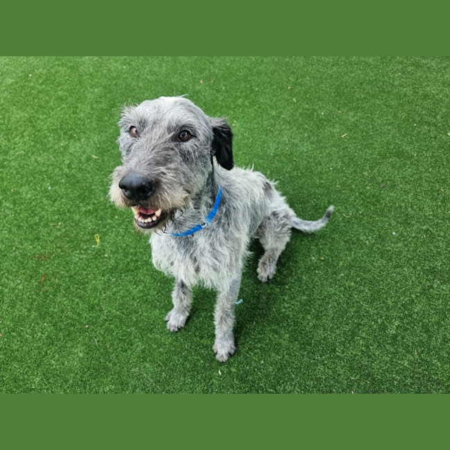 Photo of Bolt Imp 2485