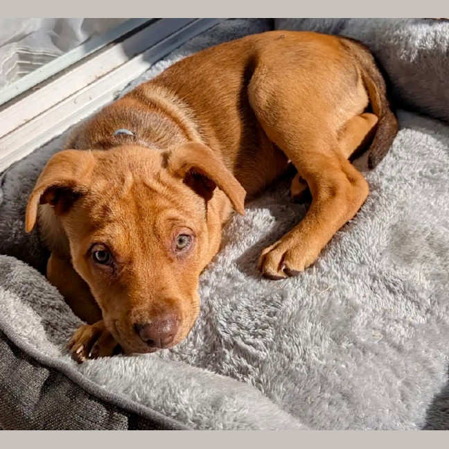 Photo of Franklin   9 Week Old Kelpie X Mastiff