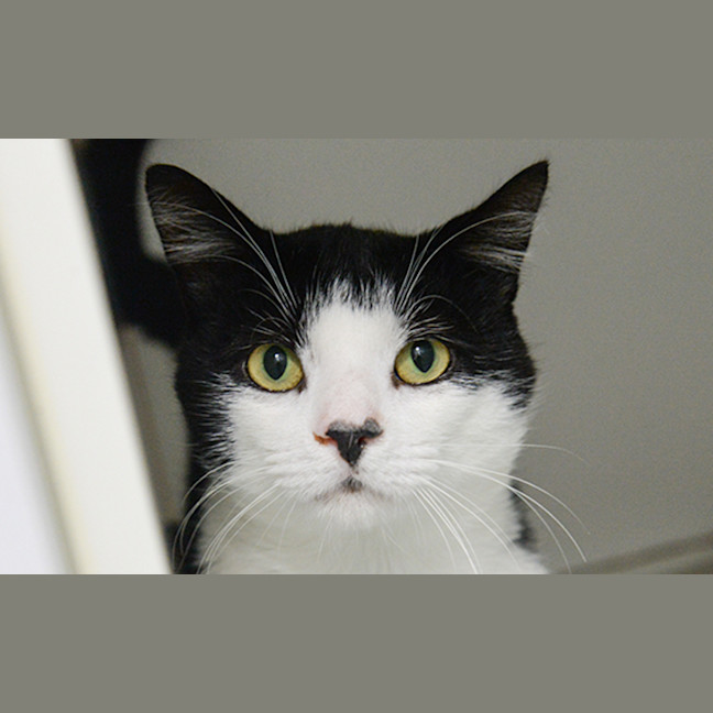 Photo of Louie