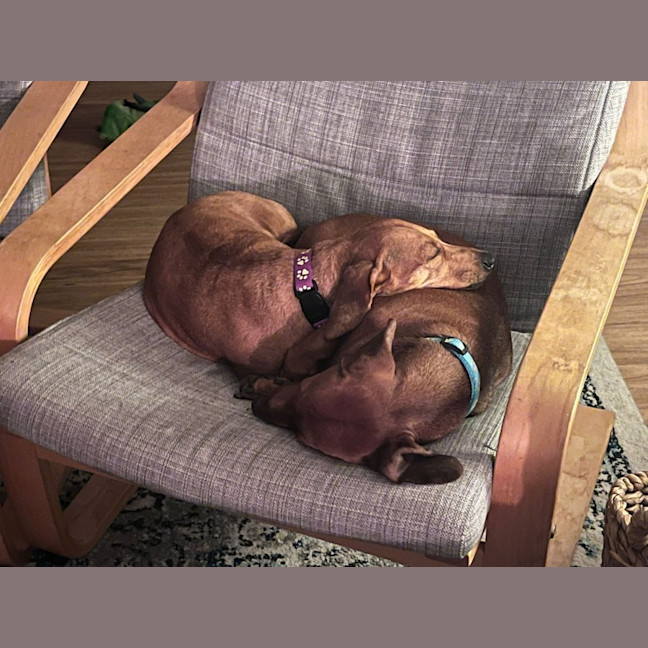 Photo of Frank & Lucy   5 Year Old Dachshund