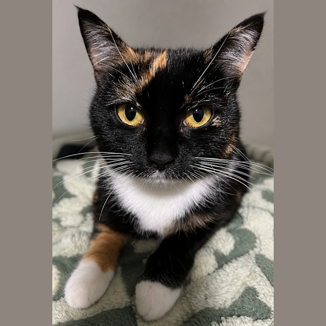 Photo of Stella