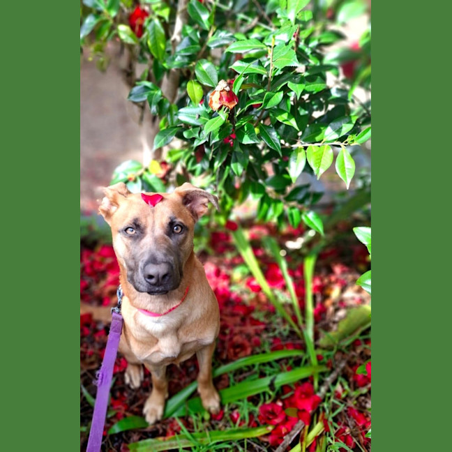 Photo of Sable