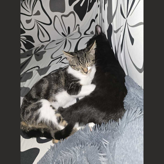 Photo of Tinsel (With Claus)