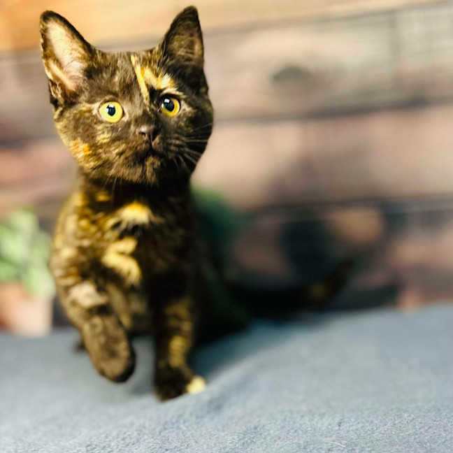 Photo of Nova   Located In Preston 