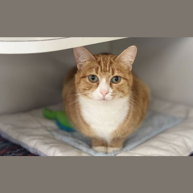 Photo of Peaches