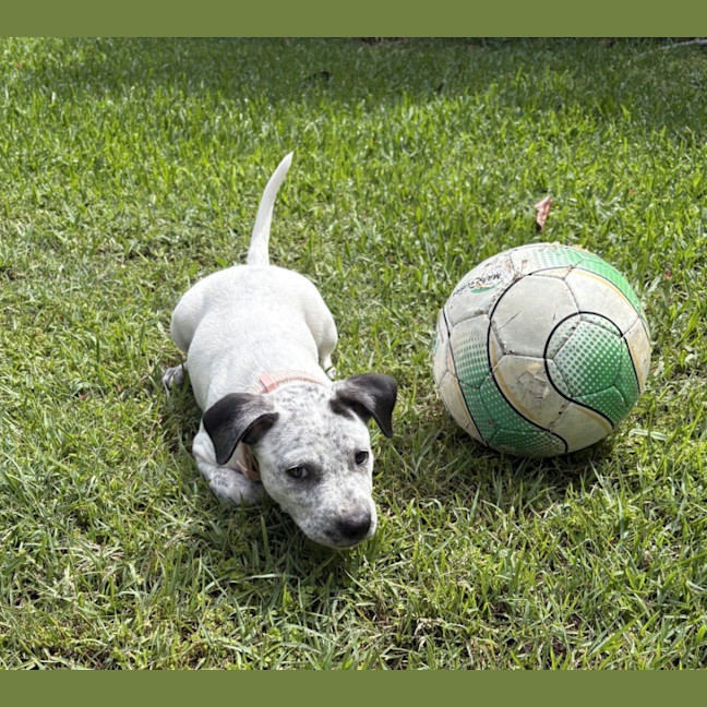 Photo of Mango   10 Week Old Cattle Dog X Staffy
