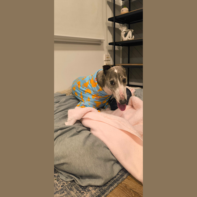 Photo of Pebbles