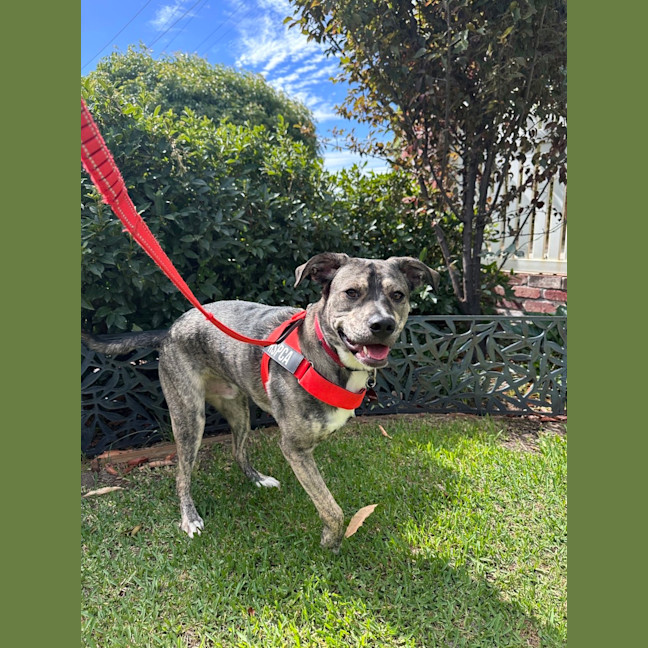 Photo of Pixel