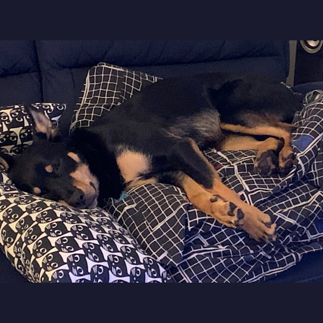 Photo of Tiki 