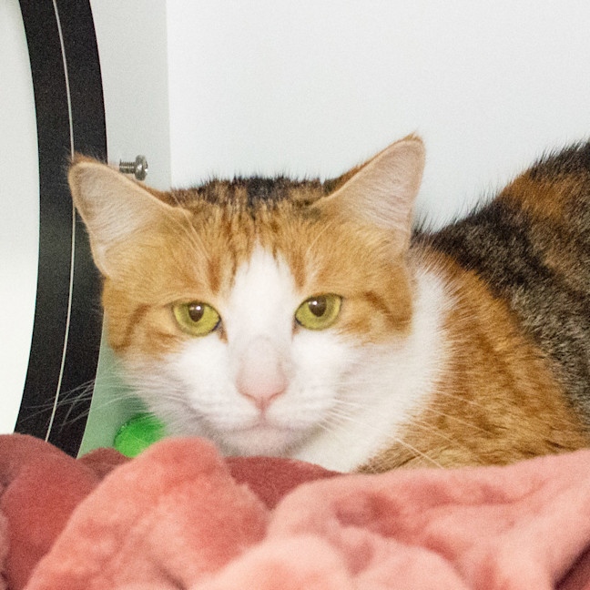 Photo of Ruby