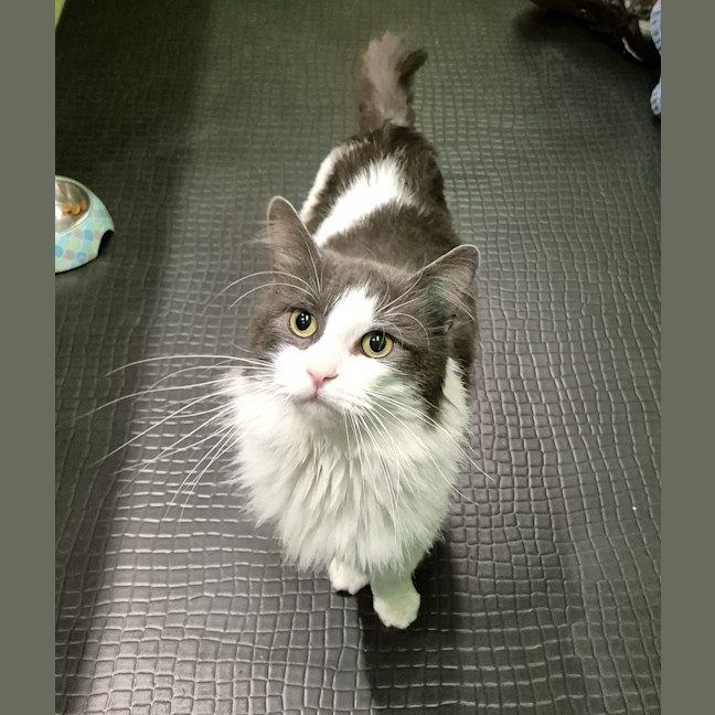 Photo of Kit