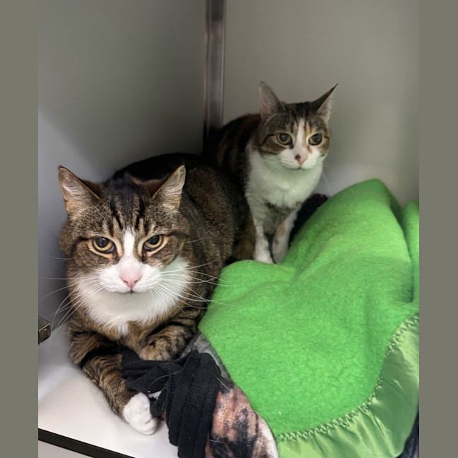 Photo of Milo (Bonded To Millie)