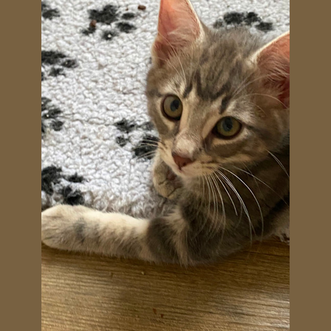 Photo of Earl Grey Meet Me At Pet Stock Carrum Downs