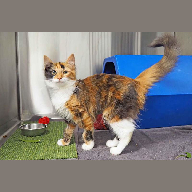 Photo of Belle