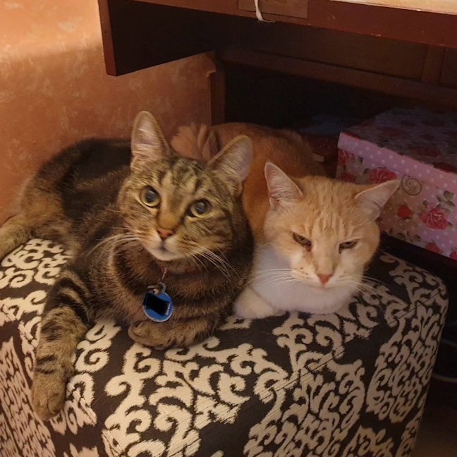 Photo of Rosalee & Sherlock   Assisted Rehome