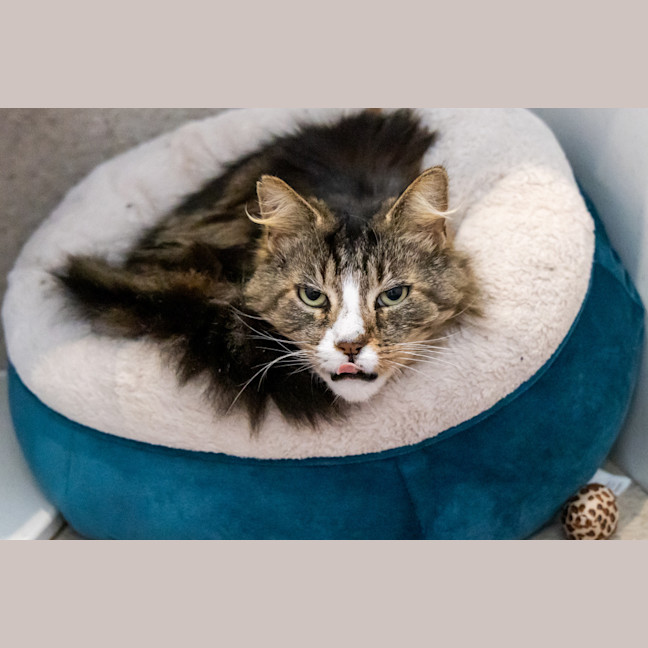 Photo of Donald Bradman