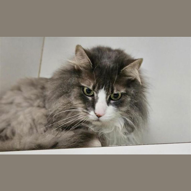 Photo of Hazel