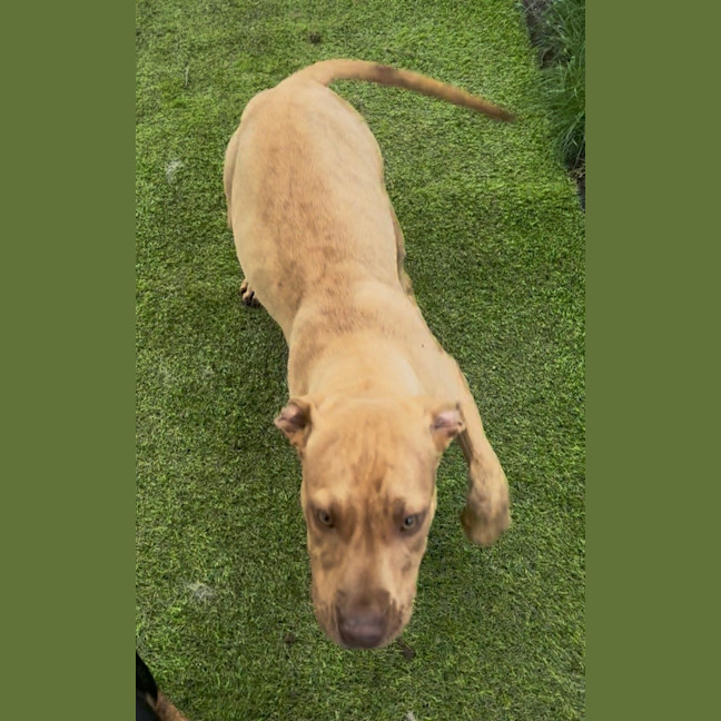 Photo of Sadie