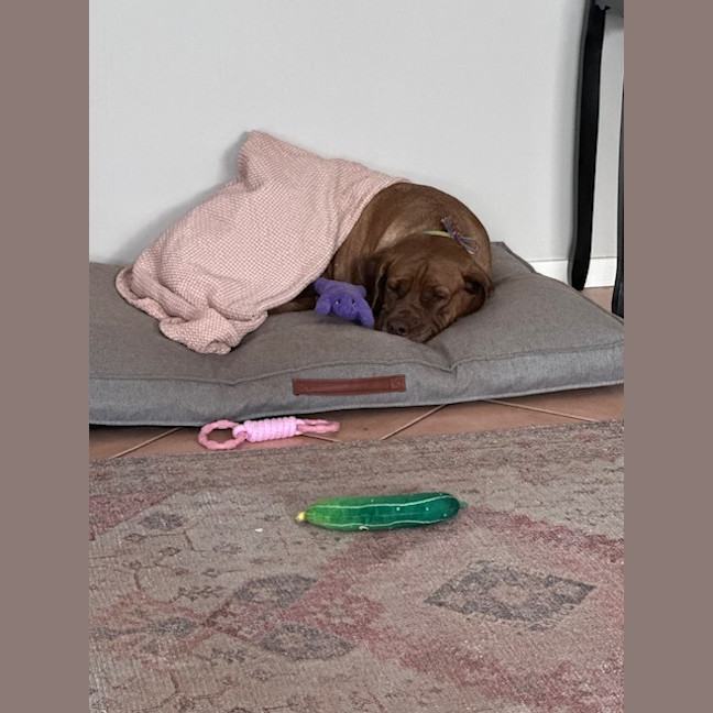 Photo of Hazel