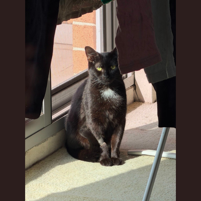 Photo of Macavity