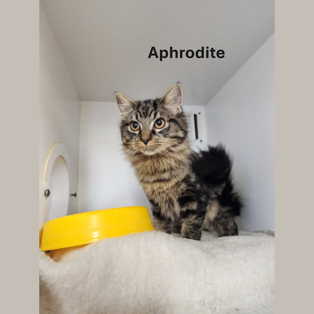 Photo of Aphrodite And Salamander