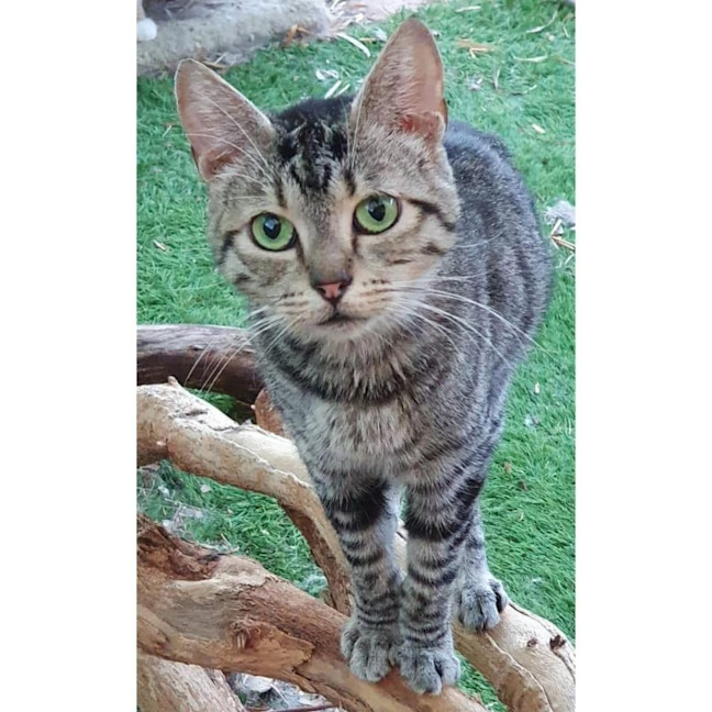 Photo of 5292   Cleo