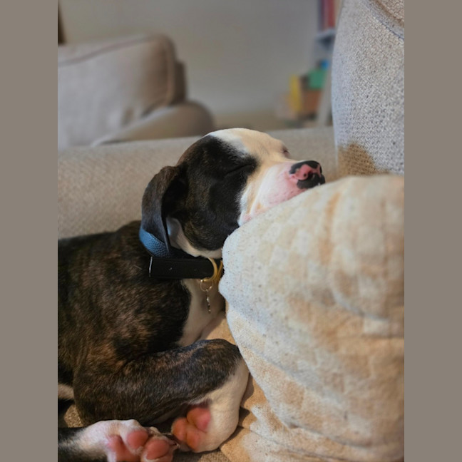 Photo of Bruce