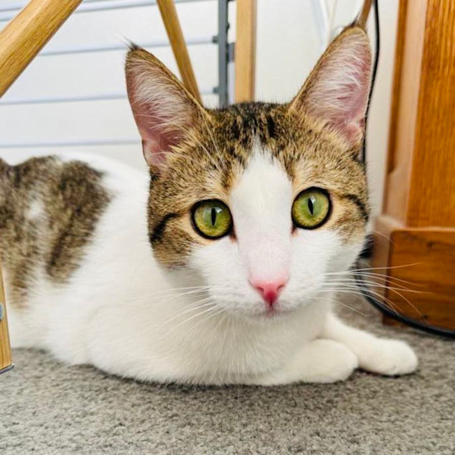 Photo of Buzz   Located In Brunswick East 