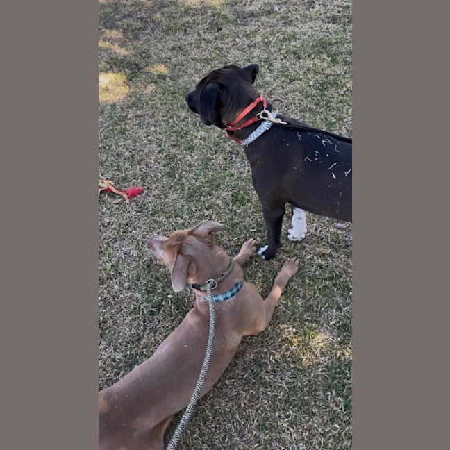 Photo of Milo